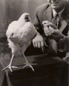 Mike-the-headless-chicken.-He-managed-to-live-18-months-without-a-head.-600x749