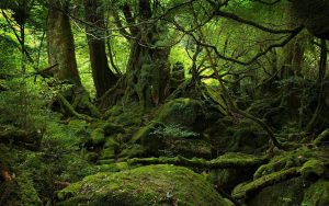 aokigahara8