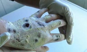 1322900_m3w940h564q75s1v18502_krokodil