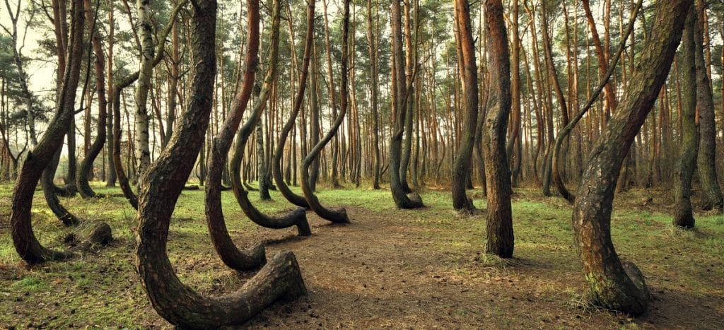 Hoia Baciu