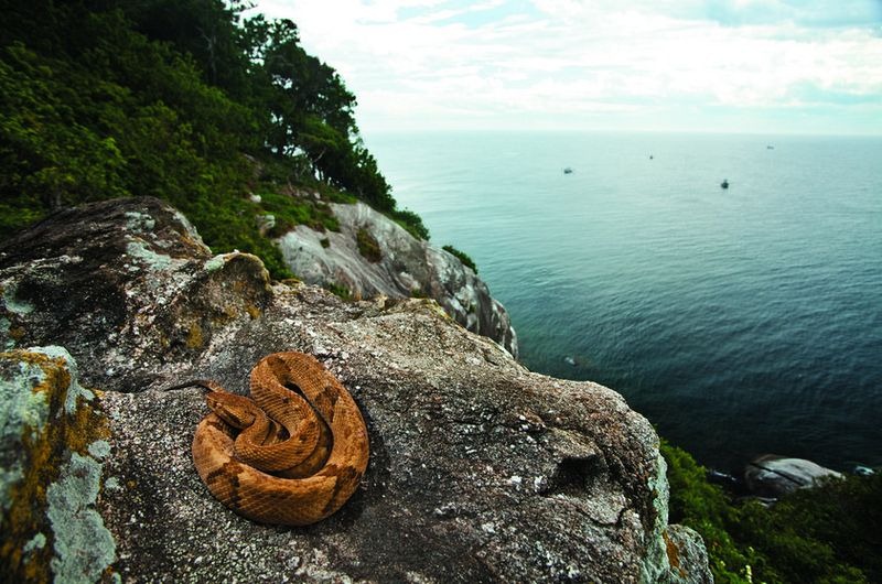 Die gruseligsten und Orte der Welt Schlangeninsel Queimada Grande Horror-Fakten