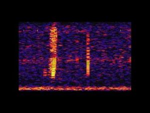 the bloop mysteriöse Gereausche aus der Tiefe.jpg-Frequenz
