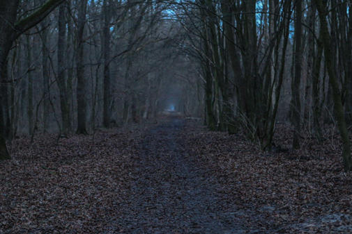 Brieselanger-Wald