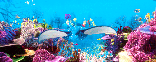 finding-nemo-acceptance